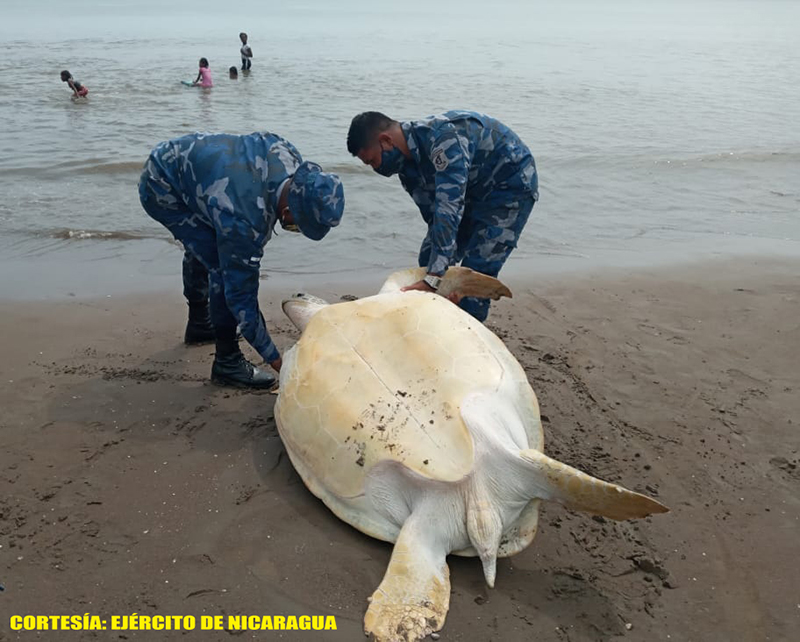 fuerza-naval-tortugas-liberacion